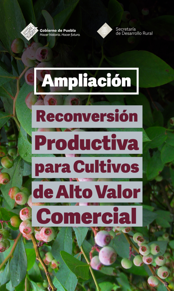 Ampliación de Convocatoria del Programa, Recuperación del Campo Poblano, Componente II, Reconversión Productiva para Cultivos de Alto Valor Comercial