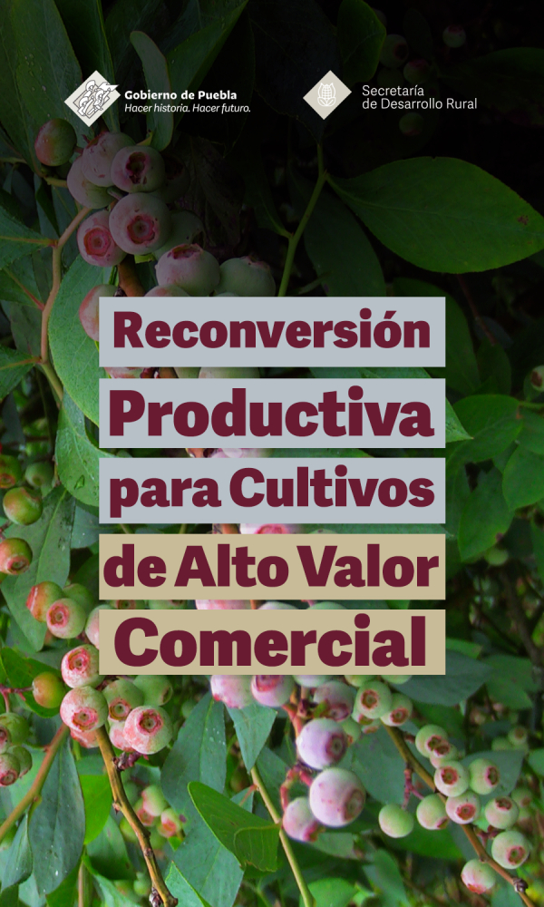 Convocatoria del Programa, Recuperación del Campo Poblano, Componente II. Reconversión Productiva para Cultivos de Alto Valor Comercial